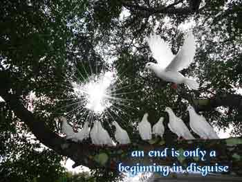 white doves in tree